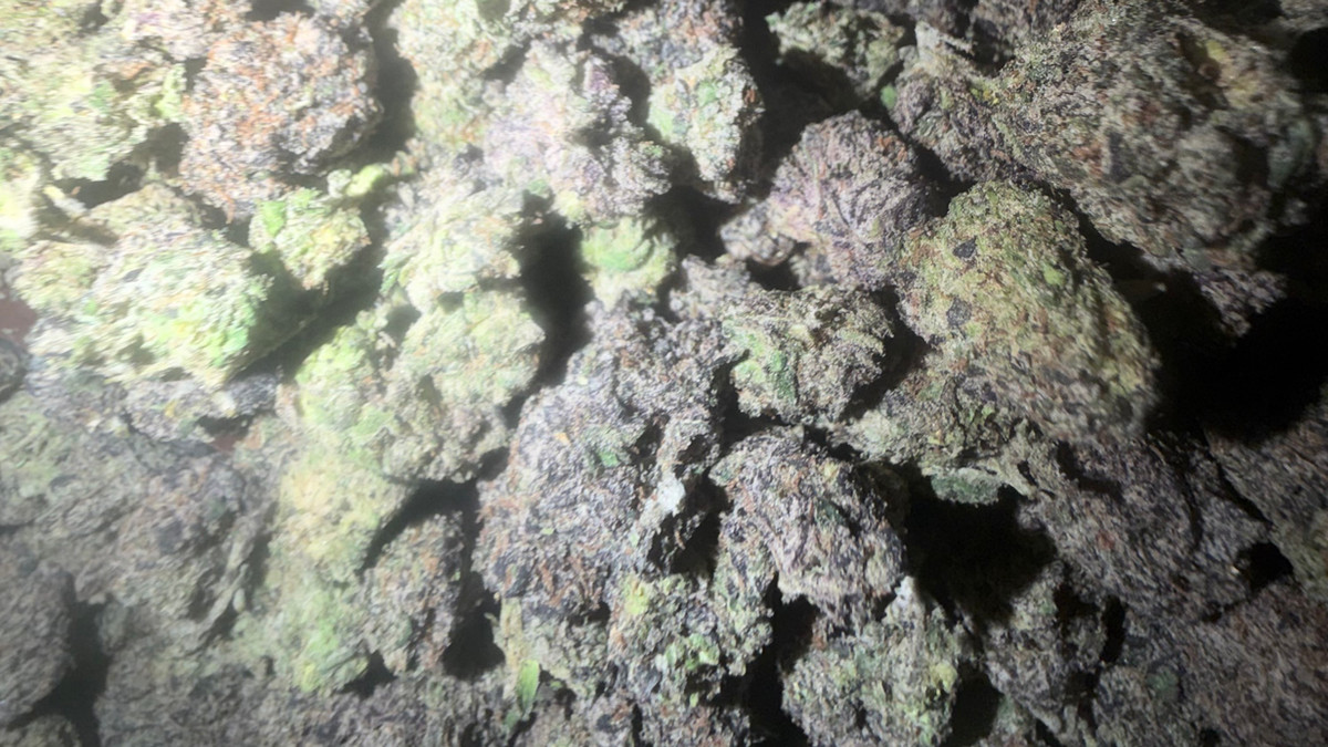 Close view of Blue Toadz buds showing trichome coverage and color