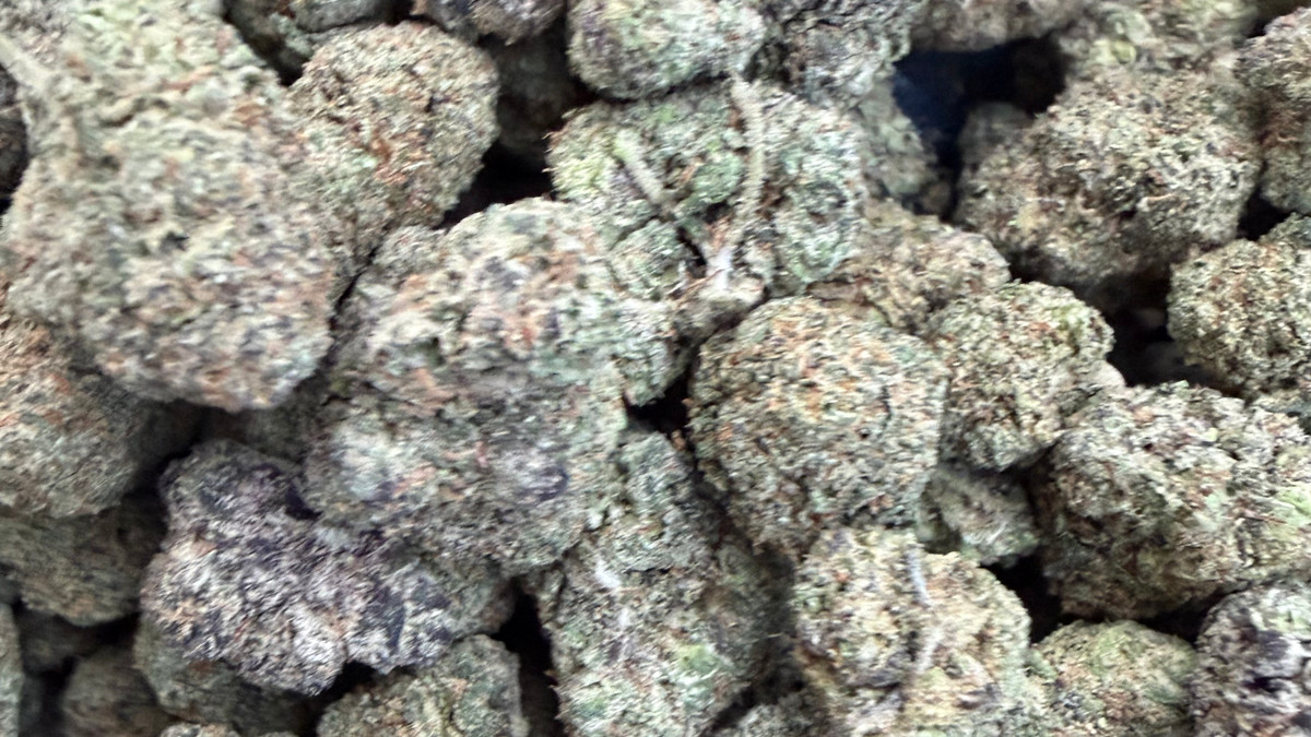 Close view of Hazelnut Warhead buds showing trichome coverage and color
