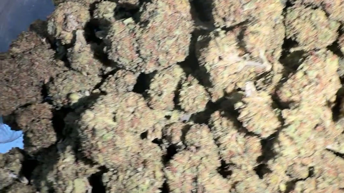 Fleur de Cherry Nova du menu de Bud Lords