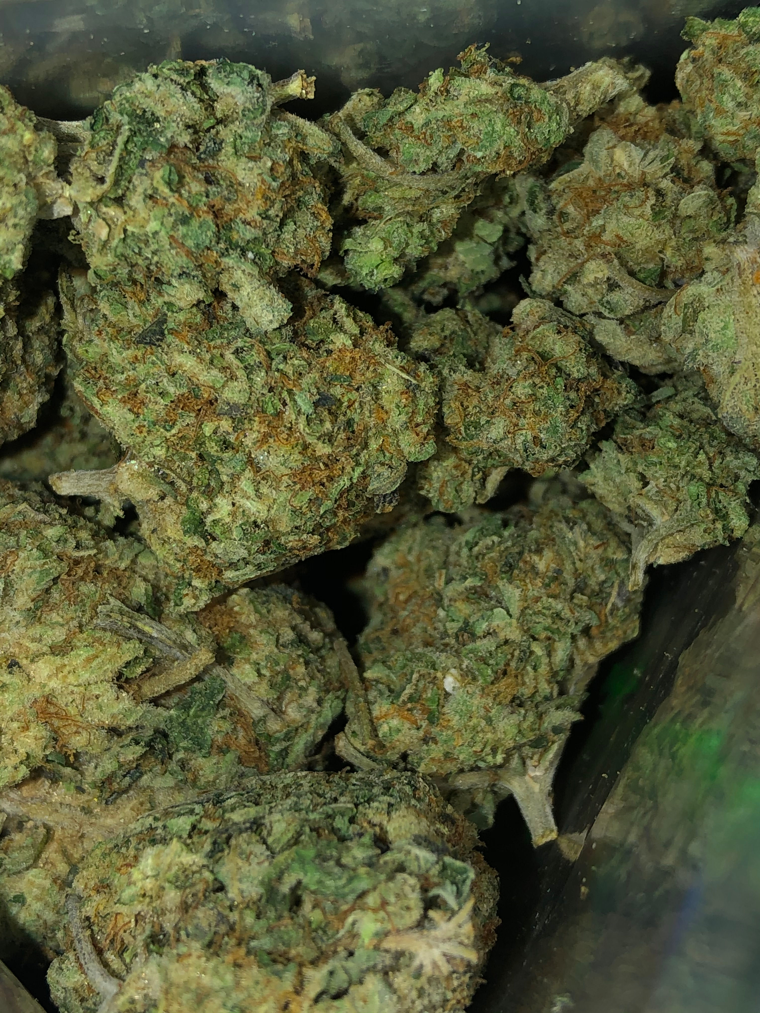 gusherz weed strain
