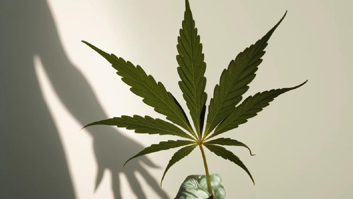A partly obscured cannabis plant represents uncertainty about which products and activities the federal change covers.