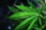 Estudo de Minnesota sobre autismo constata que a cannabis alivia a ansiedade