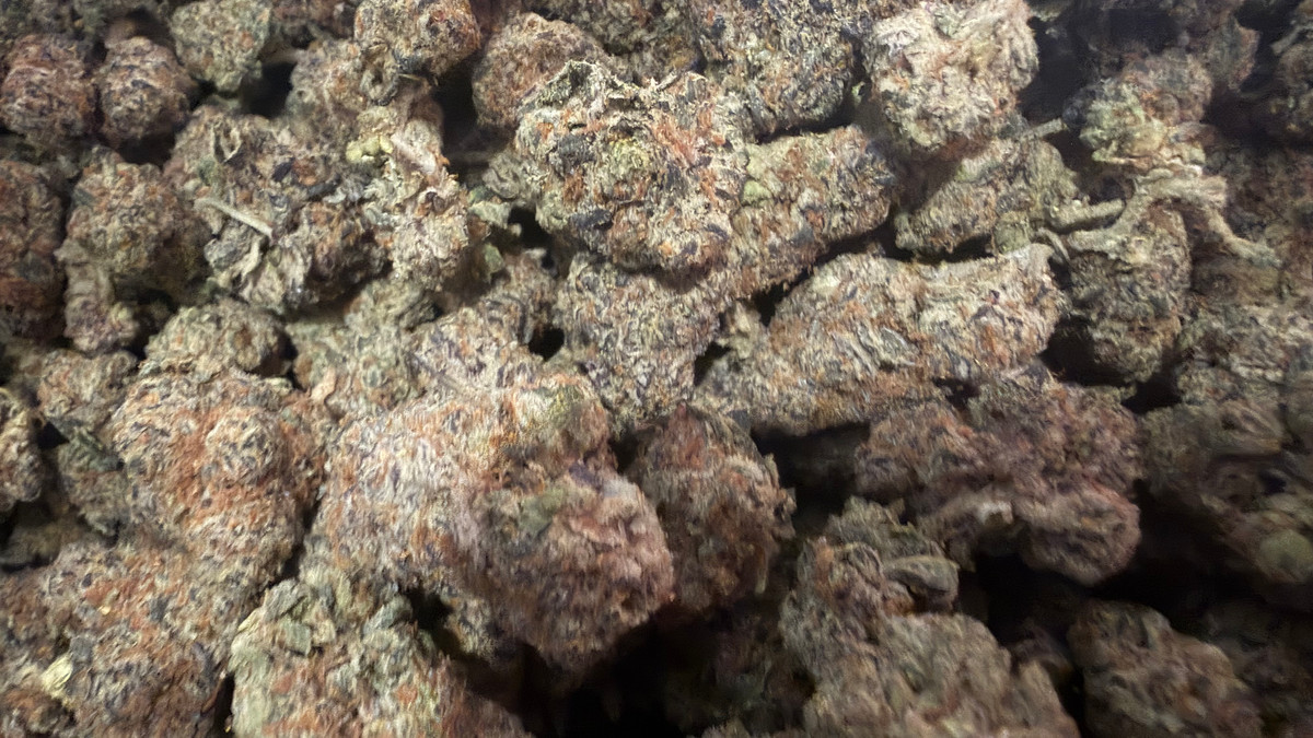 Close view of Panda Milk buds showing trichome coverage and color
