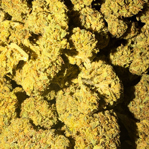 Cherry Nova cannabis flower representing the appearance of Permanent Marker