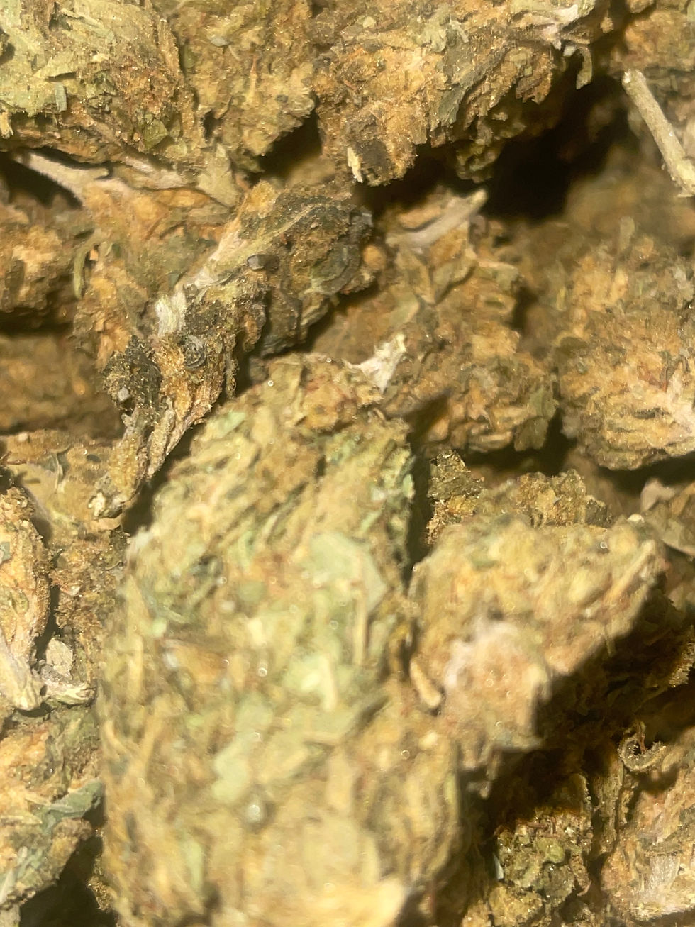 Gelato #2 weed strain