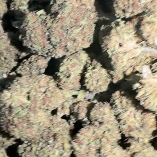 Cherry Nova cannabis flower representing the appearance of Blueberry Muffin Strain Guide: Dessert Flavor x Calm Effects x Easygoing Grow