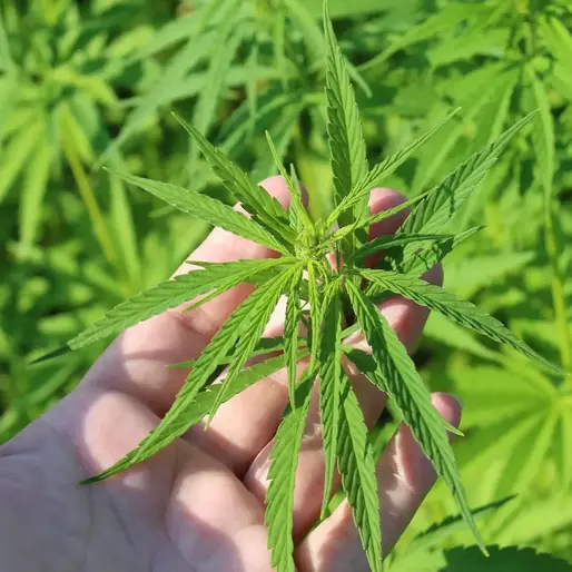 North Carolina Hemp Drinks: Why Regulation Beats a Ban