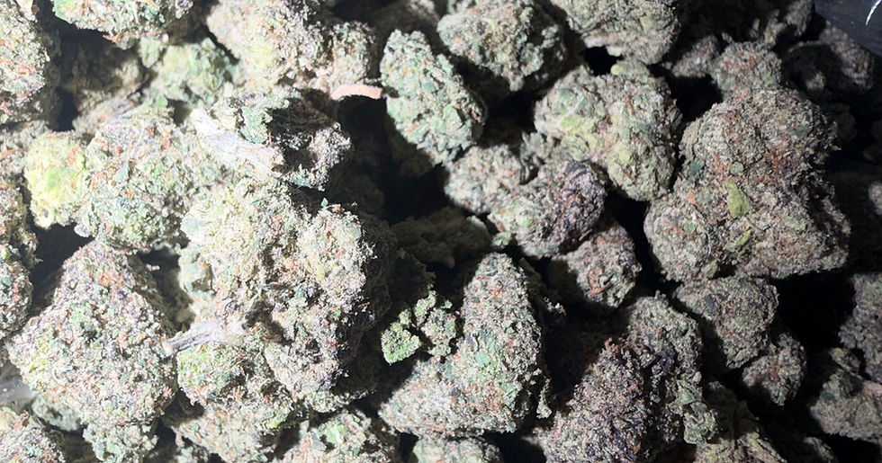 Cereal Crunch cannabis flower representing the appearance of Blue Lobster Strain Guide: Berry Gas x Balanced Effects x Careful Growing