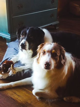two dogs on floor