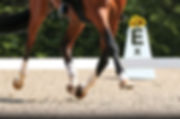 dressage-horse-with-Sundance-1800x1192.jpg