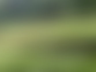 わさびの収穫【伊豆天城】①