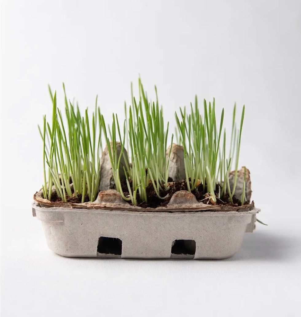 Thumbnail: Egg Coloring Kit 