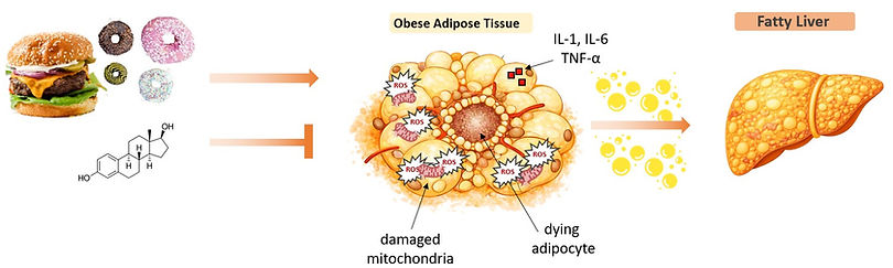 final obese .jpg