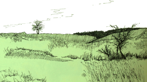 NewForestb.png
