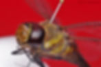 Dragonfly final.jpg