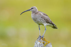 Regenbrachvogel3GW_6681-2