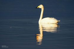 Singschwan3GW_8152-2