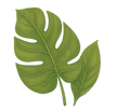 Hibiscus with leaves_edited.png