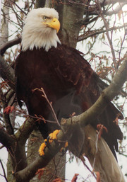 eagle