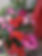 NOBRE GARDEN_