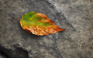 a leaf over a rock.jpg
