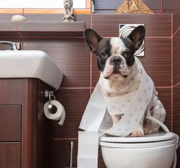 Far pee it for me to assist you. *whiskey edition*