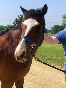 reiki pet healing all breeds