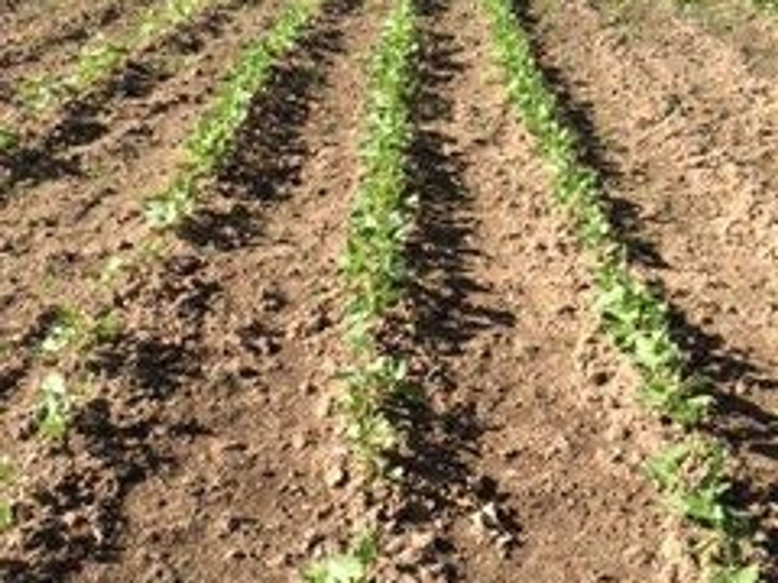 Family Roots Farm photo 21