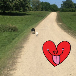 poole dog walker walking walkies Dorset