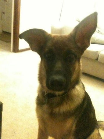 V Diamondburg german shepherd puppy