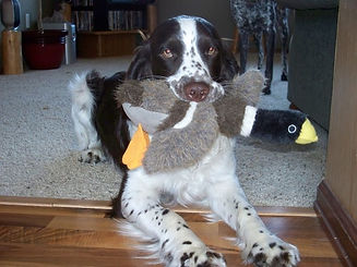 PWD Puppies