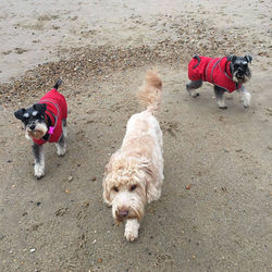 poole dog walker walking walkies Dorset