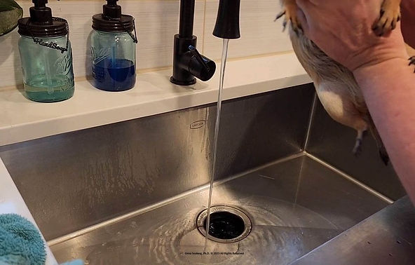 prairie dog bath kitchen sink bathing pd pet