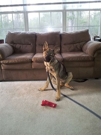 V Diamondburg german shepherd puppy