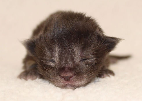 Chaton Maine Coon
