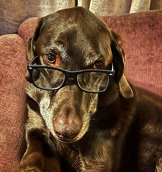 Photo of dog, Bailey