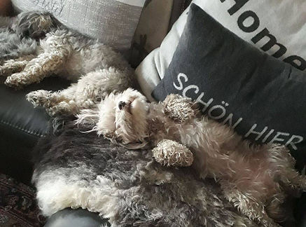 Kleine Landhaus-Hundepension Struvenhütten Frieda macht es sich gemütlich