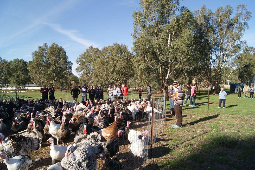 A walk around Deutscher's Turkey Farm, Dadswell's Bridge, Victoria