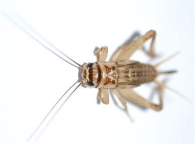 Picture of a Cricket