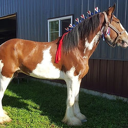 Clydesdale rides , chamberlin pony rides,