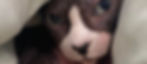 bgImage