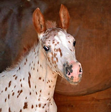 Pyx as a foal