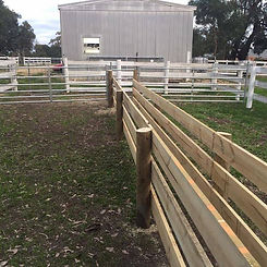 Sheep race Sugar Gum Farm