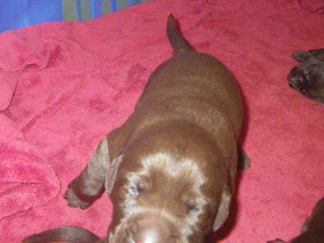 Puppies Growing