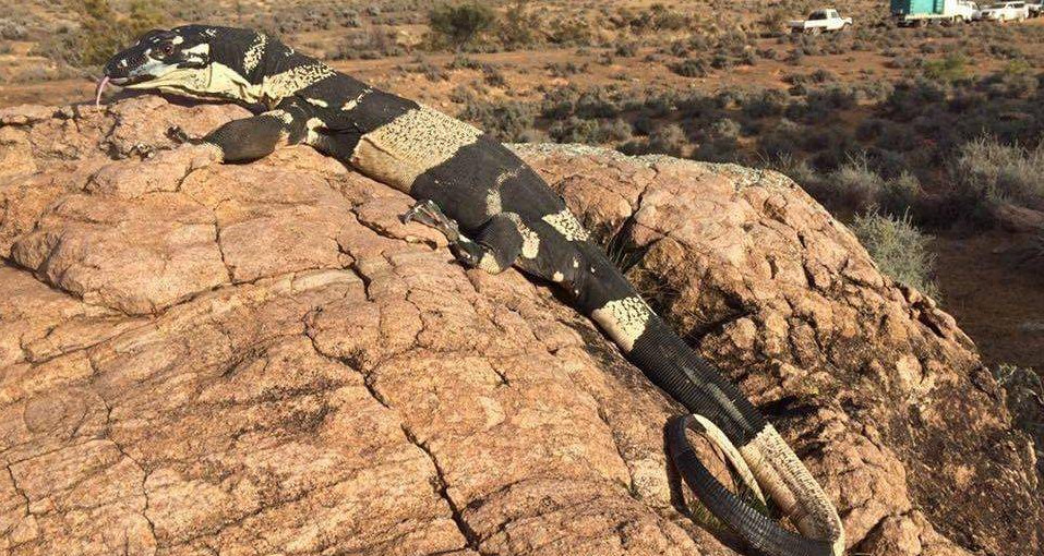 Lace Monitor being filmd for Wolf Creek