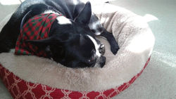Christmas Dog Bandanas