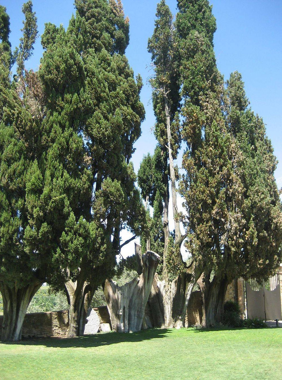 Umbria, Cortona, Siena, Italy, San Gimignano, Tuscany, hillsides, trees, vineyards, buildings, historic, markets, tourist, vineyards, grapes, wine, hillside, view, arbor, tour, wine cellar, wine barrels, estate, Junipers, statues, flowers