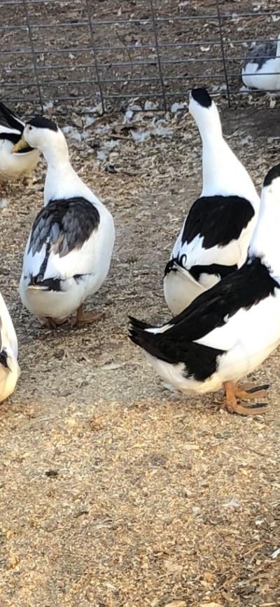 Thumbnail: 12+ Hatching Eggs: MAGPIE