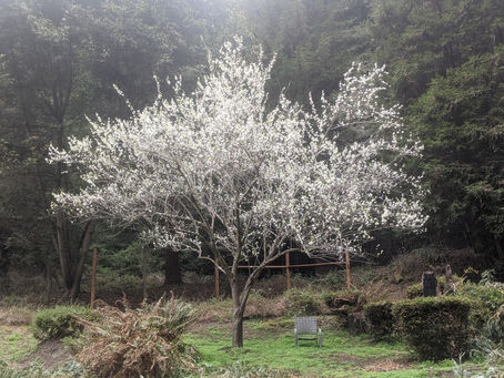 In Bloom