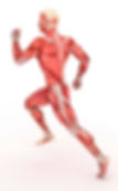 OKRMT anatomy